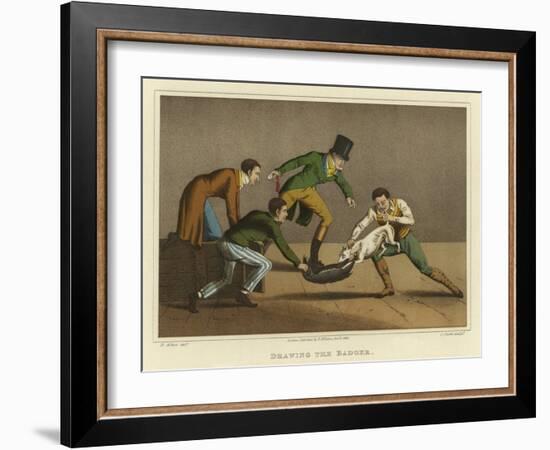 Drawing the Badger-Henry Thomas Alken-Framed Giclee Print