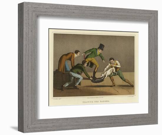 Drawing the Badger-Henry Thomas Alken-Framed Giclee Print