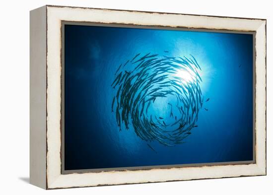 Dream Blackfin Barracuda, Sphyraena Qenie, Mary Island, the Solomon Islands-Reinhard Dirscherl-Framed Premier Image Canvas