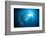 Dream Blackfin Barracuda, Sphyraena Qenie, Mary Island, the Solomon Islands-Reinhard Dirscherl-Framed Photographic Print