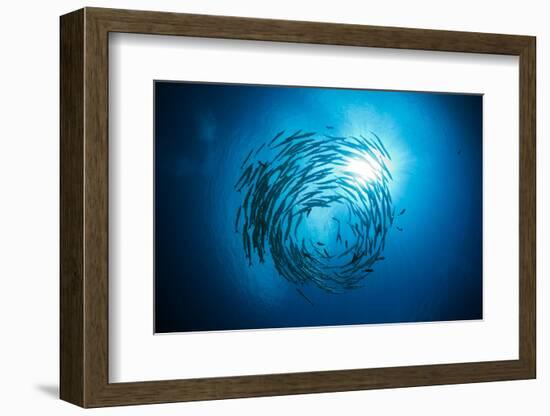 Dream Blackfin Barracuda, Sphyraena Qenie, Mary Island, the Solomon Islands-Reinhard Dirscherl-Framed Photographic Print