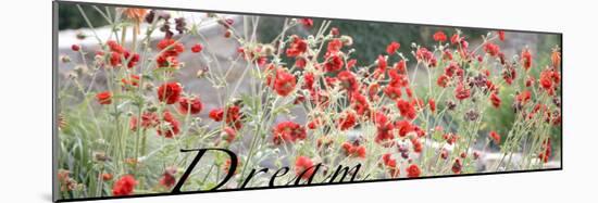 Dream Flowers I-Nicole Katano-Mounted Photo