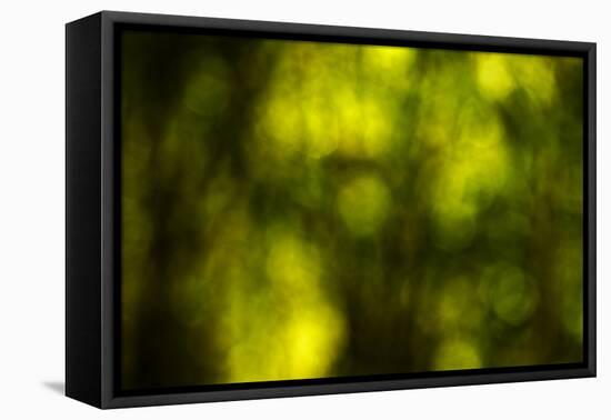 Dream Forest II-Rita Crane-Framed Premier Image Canvas