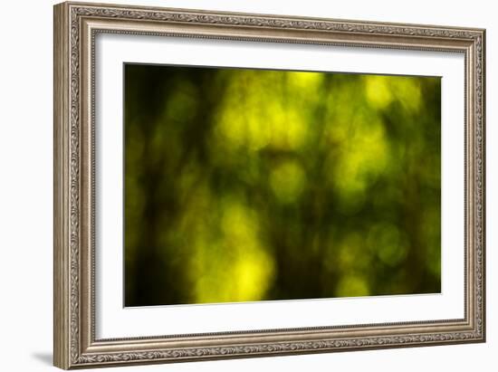 Dream Forest II-Rita Crane-Framed Photographic Print