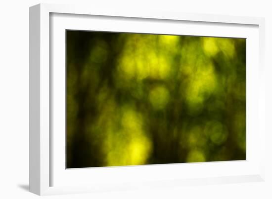Dream Forest II-Rita Crane-Framed Photographic Print