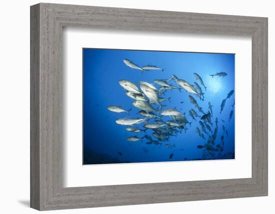 Dream Gross Suction Horse Mackerels, Caranx Sexfasciatus, Marovo Lagoon, the Solomon Islands-Reinhard Dirscherl-Framed Photographic Print