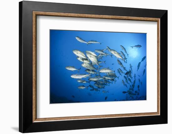 Dream Gross Suction Horse Mackerels, Caranx Sexfasciatus, Marovo Lagoon, the Solomon Islands-Reinhard Dirscherl-Framed Photographic Print