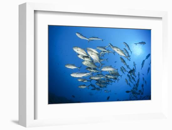 Dream Gross Suction Horse Mackerels, Caranx Sexfasciatus, Marovo Lagoon, the Solomon Islands-Reinhard Dirscherl-Framed Photographic Print