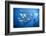 Dream Gross Suction Horse Mackerels, Caranx Sexfasciatus, Marovo Lagoon, the Solomon Islands-Reinhard Dirscherl-Framed Photographic Print