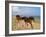 Dream Horses 002-Bob Langrish-Framed Premium Photographic Print