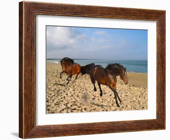 Dream Horses 002-Bob Langrish-Framed Premium Photographic Print