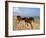 Dream Horses 002-Bob Langrish-Framed Premium Photographic Print