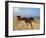 Dream Horses 002-Bob Langrish-Framed Premium Photographic Print