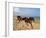 Dream Horses 002-Bob Langrish-Framed Premium Photographic Print