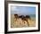 Dream Horses 002-Bob Langrish-Framed Premium Photographic Print