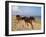 Dream Horses 002-Bob Langrish-Framed Premium Photographic Print