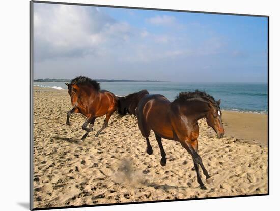 Dream Horses 002-Bob Langrish-Mounted Premium Photographic Print