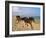 Dream Horses 002-Bob Langrish-Framed Premium Photographic Print