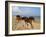 Dream Horses 002-Bob Langrish-Framed Premium Photographic Print