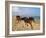 Dream Horses 002-Bob Langrish-Framed Photographic Print