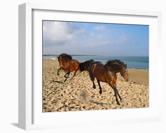 Dream Horses 002-Bob Langrish-Framed Photographic Print