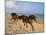 Dream Horses 002-Bob Langrish-Mounted Photographic Print