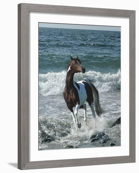 Dream Horses 010-Bob Langrish-Framed Photographic Print