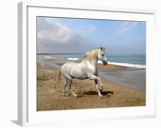 Dream Horses 012-Bob Langrish-Framed Photographic Print