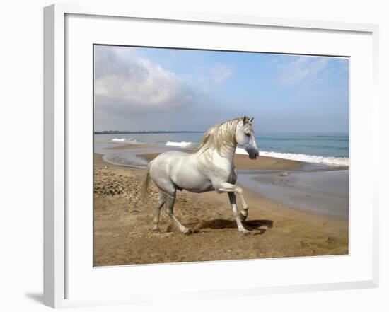 Dream Horses 012-Bob Langrish-Framed Photographic Print