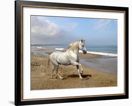 Dream Horses 012-Bob Langrish-Framed Photographic Print