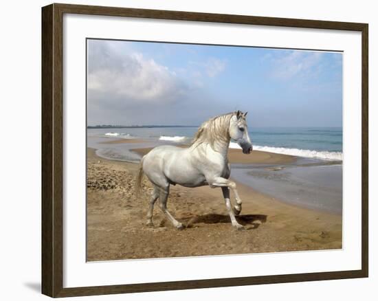 Dream Horses 012-Bob Langrish-Framed Photographic Print