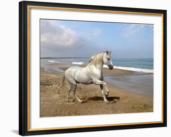 Dream Horses 012-Bob Langrish-Framed Photographic Print