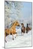 Dream Horses 017-Bob Langrish-Mounted Photographic Print