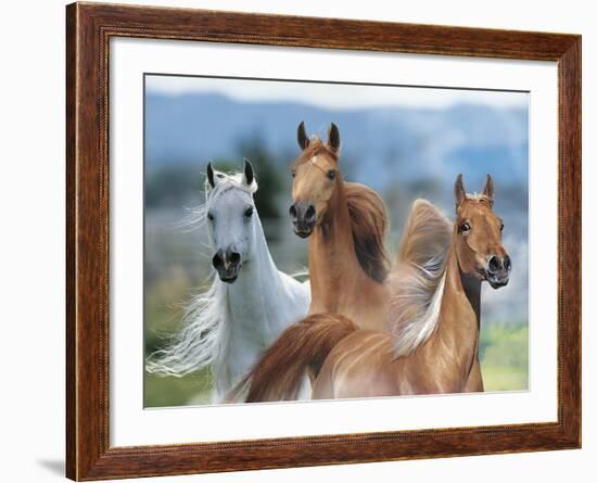 Dream Horses 026-Bob Langrish-Framed Photographic Print