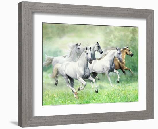 Dream Horses 028-Bob Langrish-Framed Photographic Print