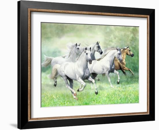 Dream Horses 028-Bob Langrish-Framed Photographic Print