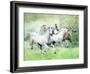 Dream Horses 028-Bob Langrish-Framed Photographic Print