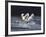 Dream Horses 029-Bob Langrish-Framed Photographic Print