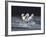 Dream Horses 029-Bob Langrish-Framed Photographic Print