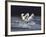 Dream Horses 029-Bob Langrish-Framed Photographic Print