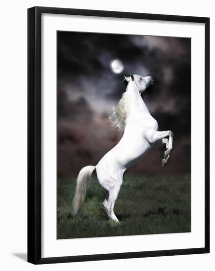 Dream Horses 032-Bob Langrish-Framed Photographic Print