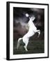 Dream Horses 032-Bob Langrish-Framed Photographic Print