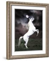 Dream Horses 032-Bob Langrish-Framed Photographic Print