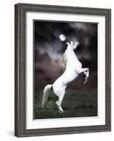 Dream Horses 032-Bob Langrish-Framed Photographic Print