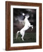 Dream Horses 032-Bob Langrish-Framed Photographic Print