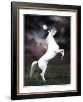 Dream Horses 032-Bob Langrish-Framed Photographic Print
