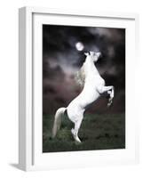 Dream Horses 032-Bob Langrish-Framed Photographic Print