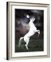 Dream Horses 032-Bob Langrish-Framed Photographic Print