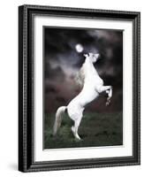 Dream Horses 032-Bob Langrish-Framed Photographic Print