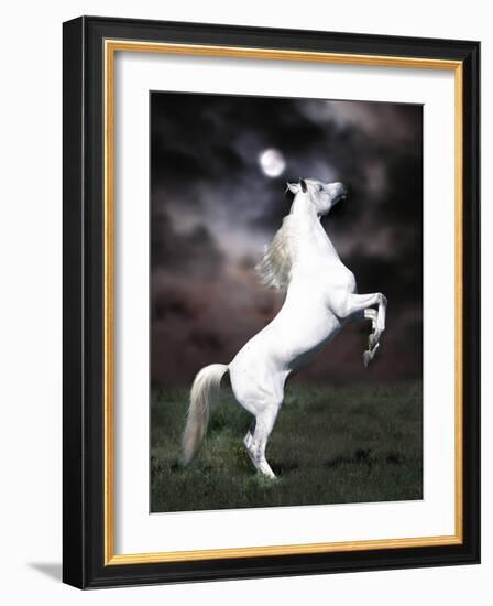 Dream Horses 032-Bob Langrish-Framed Photographic Print